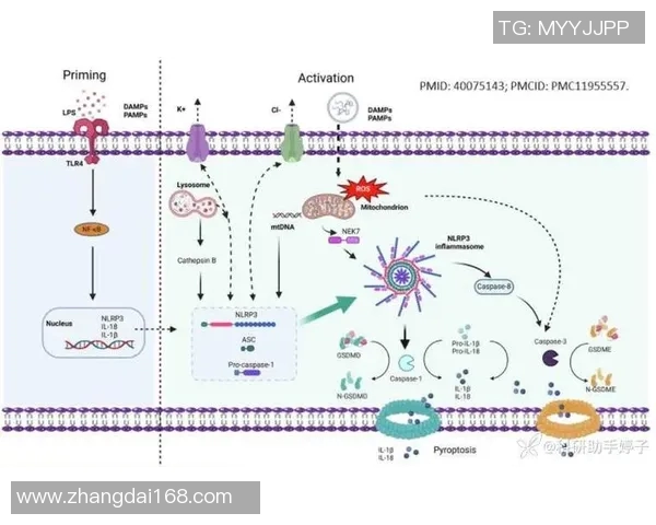 全面解析赛事信息整理的重要性与实用技巧分享
